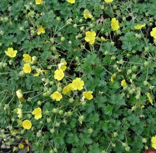 Flowering Ground Covers